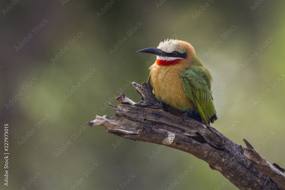 Obraz premium White fronted Bee eater in Kruger National park, South Africa ; Specie Merops bullockoides family of Meropidae