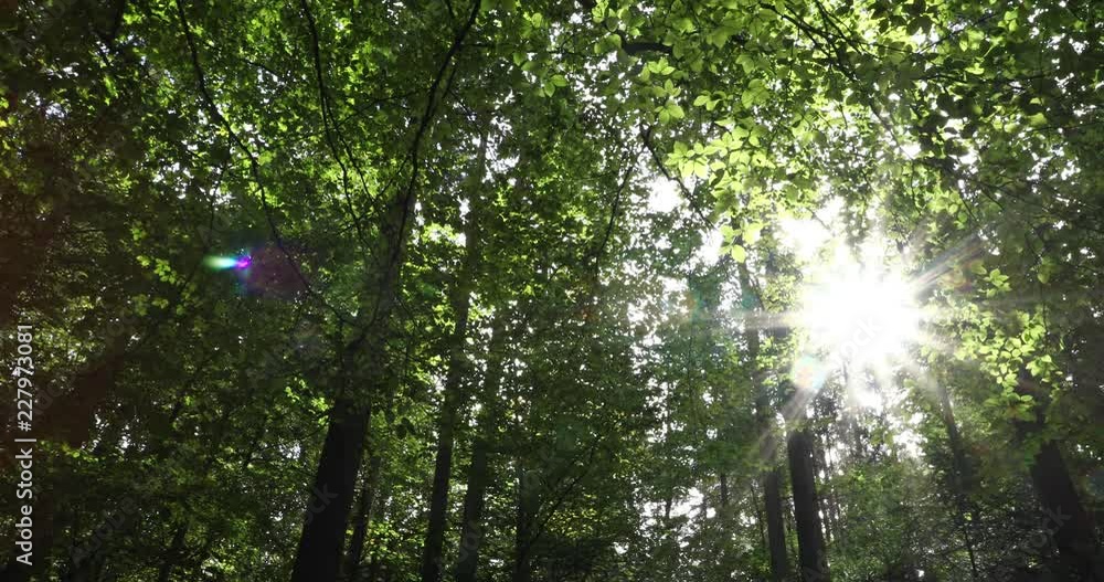 Magic sun rays through leaves in the forest. Magic sun rays through leaves in the forest.