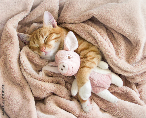 red cat lies resting paw with a pink pad soft sleep © Volha