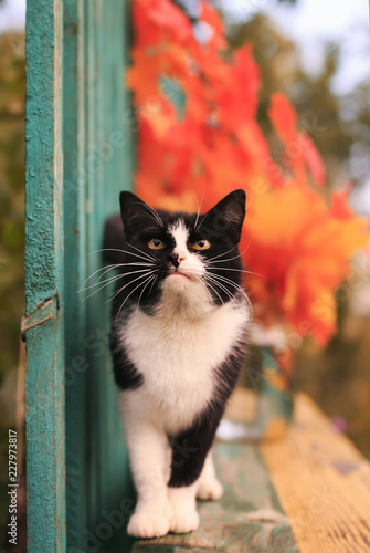 funny beautiful cat in autumn Park stands on benches among leaves and branche...