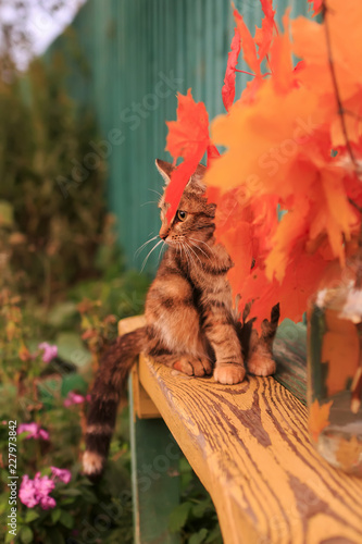 beautiful striped cat in the autumn garden sitting on a bench among the autum...