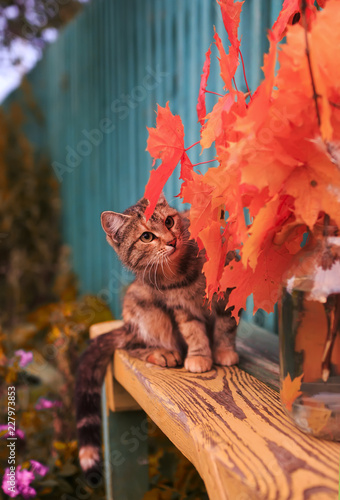 beautiful striped cat in the autumn garden on a bench playing among the leave...