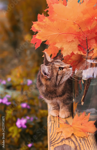 beautiful striped cat in the autumn garden on a bench playing among the leave...
