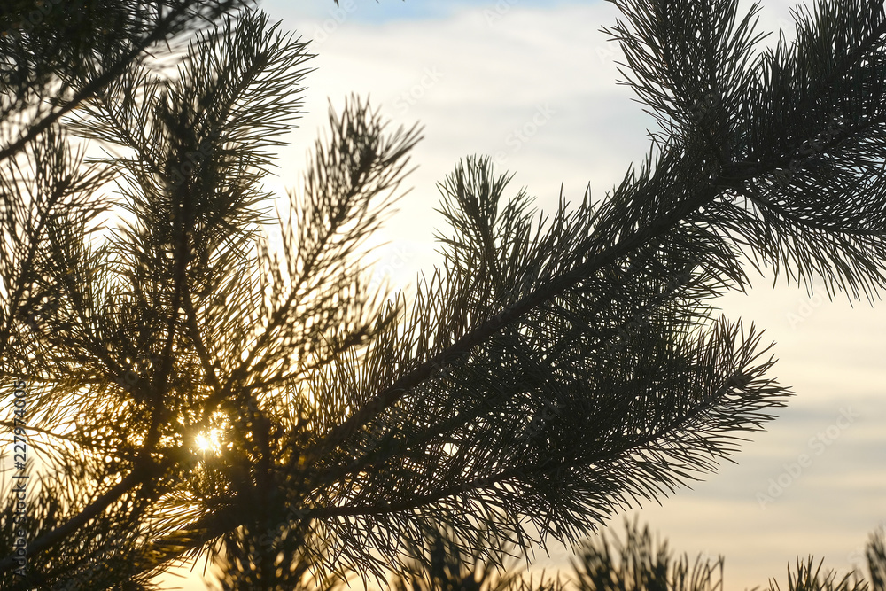 Naklejka premium image of a pine