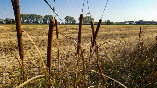 corn field cut