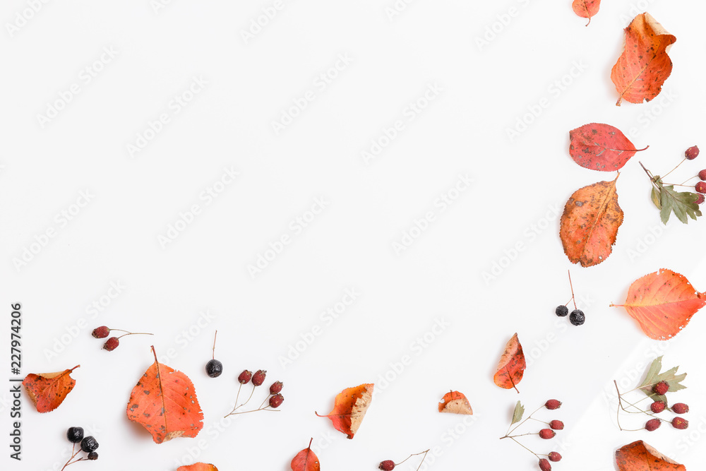 Fototapeta Autumn composition made of autumn dry multi-colored leaves and berries of chokeberry, hawthorn on white background. Autumn, fall concept. Flat lay, top view, copy space