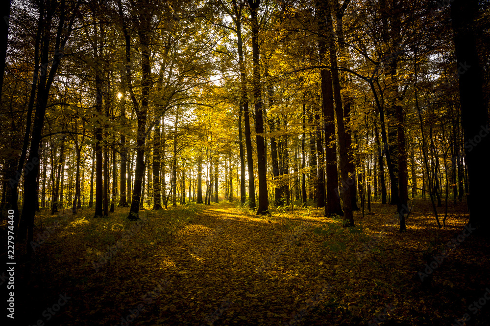 Obraz premium bunter herbstlicher Wald im Gegenlicht 03