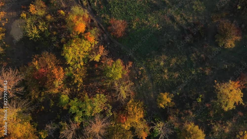Path among autumn trees. Aerial drone shot Path among autumn trees. Aerial drone shot