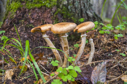 a small flock of mushrooms