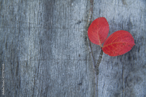 wooden gray background with bright red autumn leaves