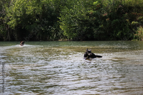 chien à la rivière cane corso