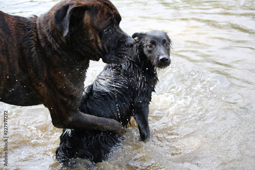 chien à la rivière cane corso chien à la rivière cane corso
