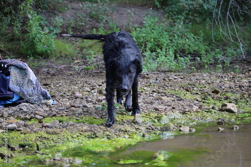 chien    la rivi  re cane corso