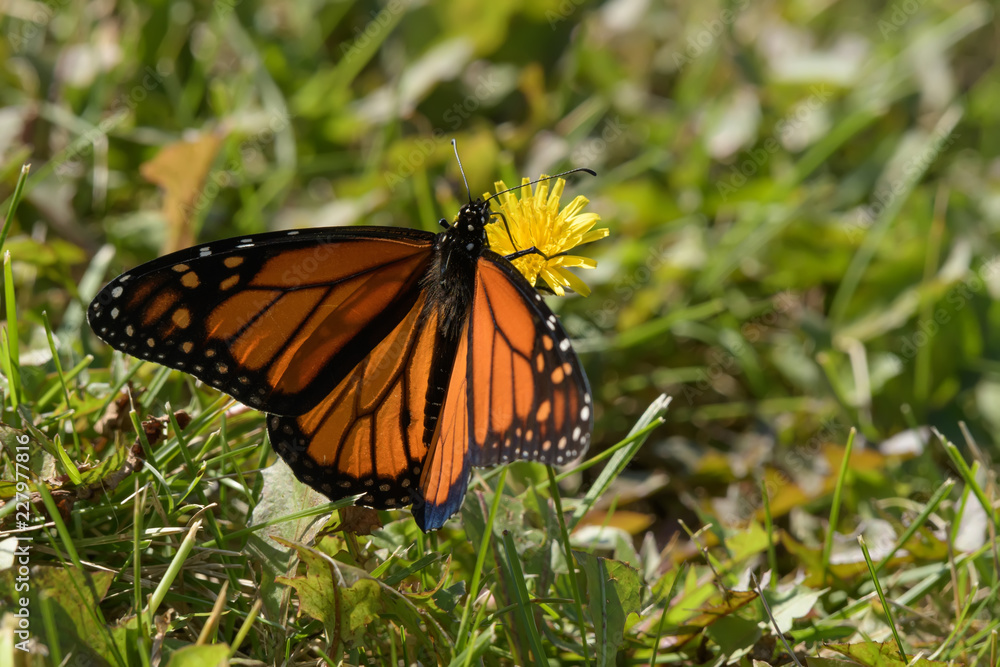 Close-Up of a Butterfly and a Flower