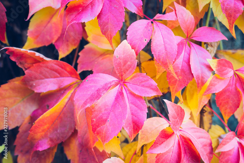 Autumn leaves background. Macro shot of ivy leaves turning red orange yellow
