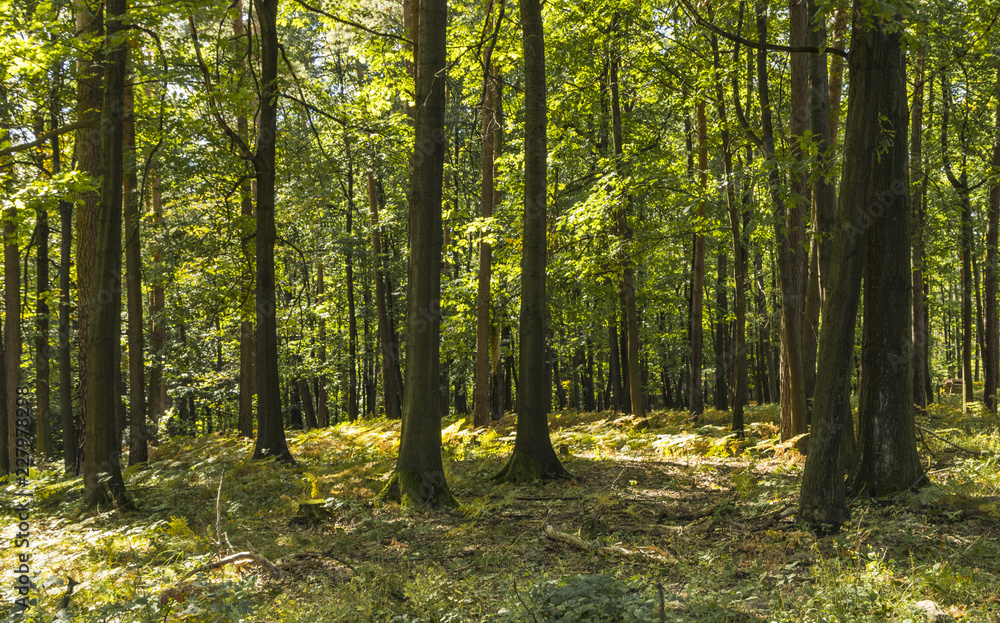 Fototapeta premium the beginning of the Golden Polish Autumn