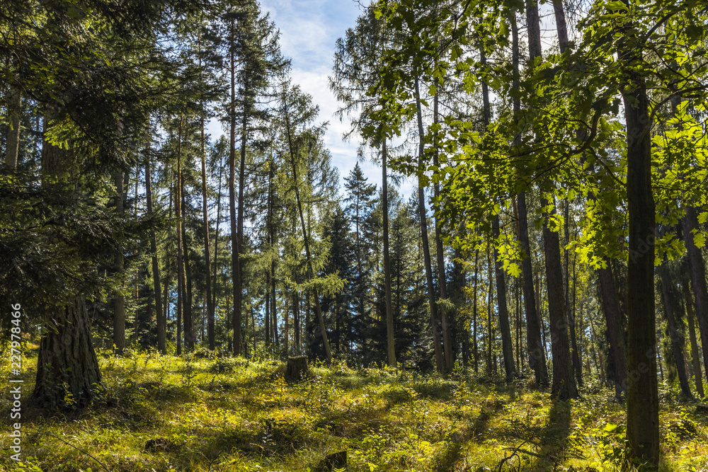 Fototapeta premium the beginning of the Golden Polish Autumn