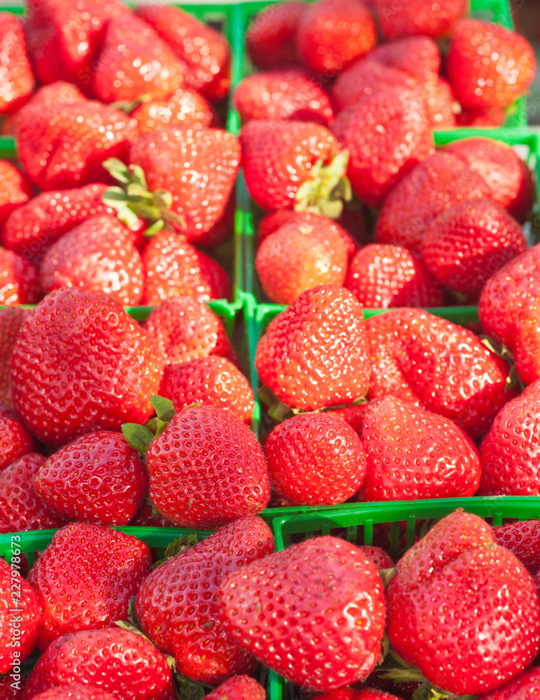 Top view, close distance of organic, freshly picked strawberries in green plastic baskets on display and forsale at a tropical farmers market Top view, close distance of organic, freshly picked strawberries in green plastic baskets on display and forsale at a tropical farmers market