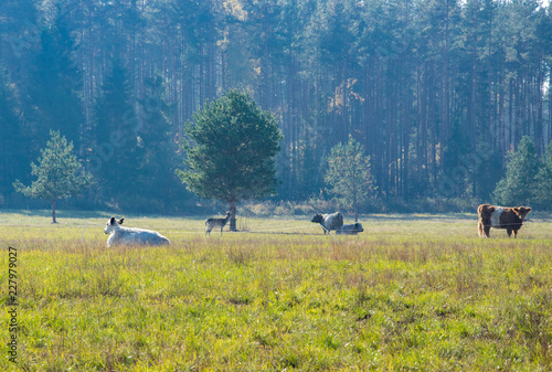 Landscape with roe deer standing on the edge of the forest near the grazing cows in the morning mist. photo