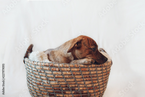 Sleeping puppy in wicker basket photo