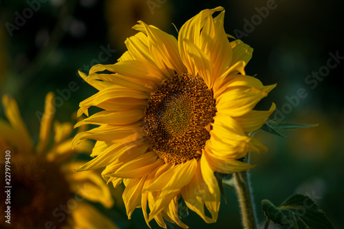 Sonnenblume 1