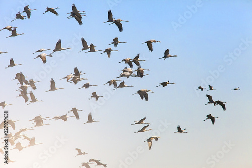 a flock of cranes flies on the background sky