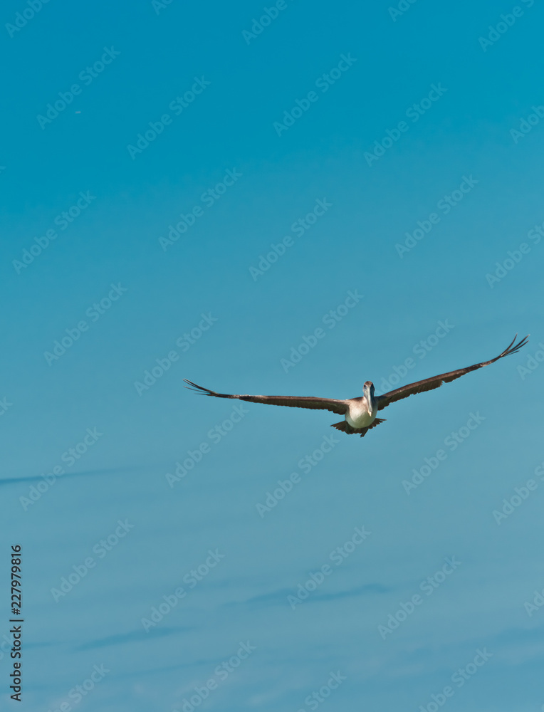 front view, medium distance, single, brown pelican, bird, gliding, flying,over tropical waters, in gulf of Mexico, sunny, autumn, day, vertical, blue sky, front view, medium distance, single, brown pelican, bird, gliding, flying,over tropical waters, in gulf of Mexico, sunny, autumn, day, vertical, blue sky,