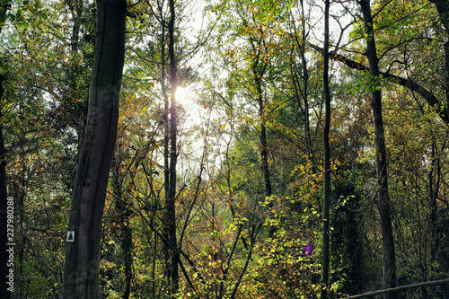 green sport poplar trees sun hiking mannheim neckerau background autumn mystic green shine river bulb nature