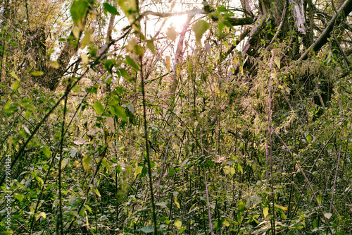 Wallpaper Mural fairy tale background wood tree leaves green autumn fitness sky walking hiking east germany forest mood branch Torontodigital.ca