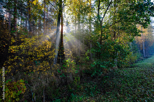 Fototapeta Naklejka Na Ścianę i Meble -  sun reys through autumn colored tree leaves