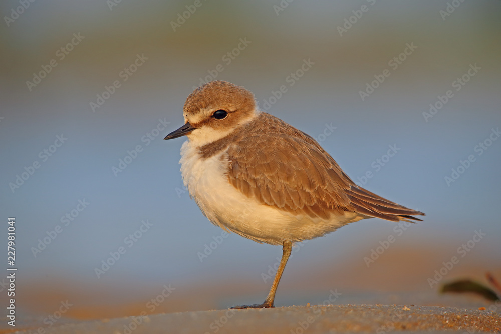 Beach Bird Beach Bird