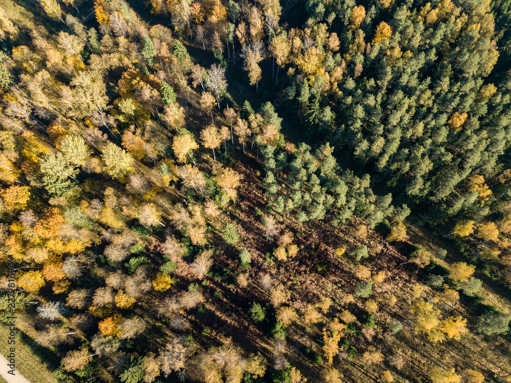 drone image. aerial view of rural area with fields and forests in autumn