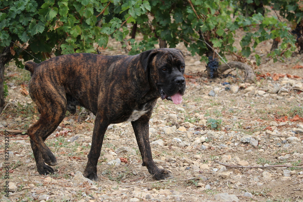 chiens marchant dans la nature : vigne chiens marchant dans la nature : vigne