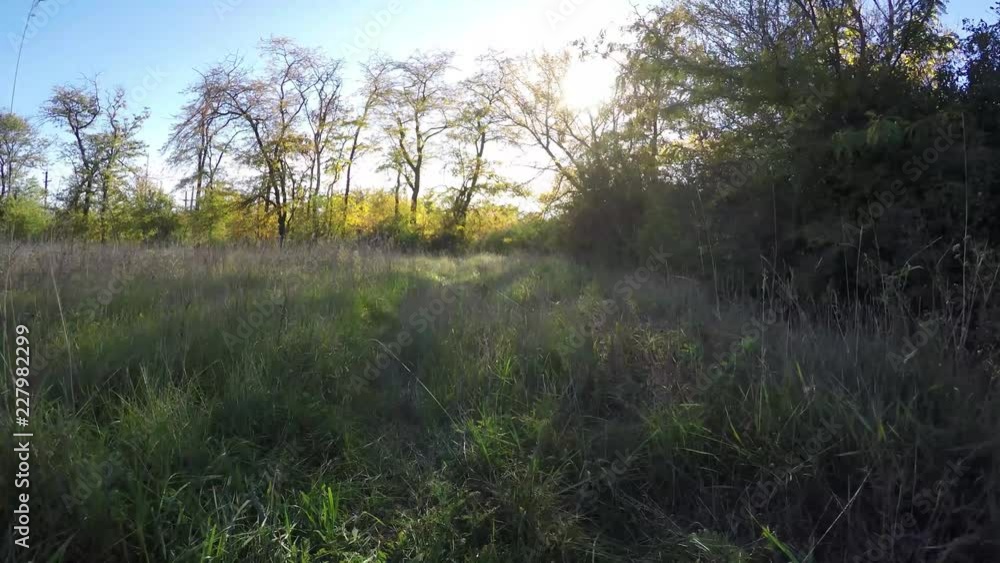 Steadicam flies through tree row. Stabilized video of autumn walk with sun peeking behind trees Steadicam flies through tree row. Stabilized video of autumn walk with sun peeking behind trees