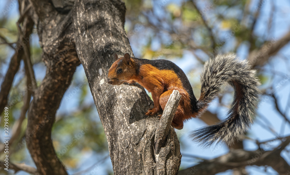 Squirrel3 Squirrel3