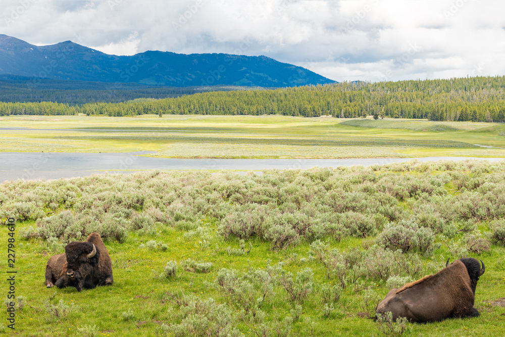 Yellowstone National Park, Madison River Valley, American Bison Herd Yellowstone National Park, Madison River Valley, American Bison Herd