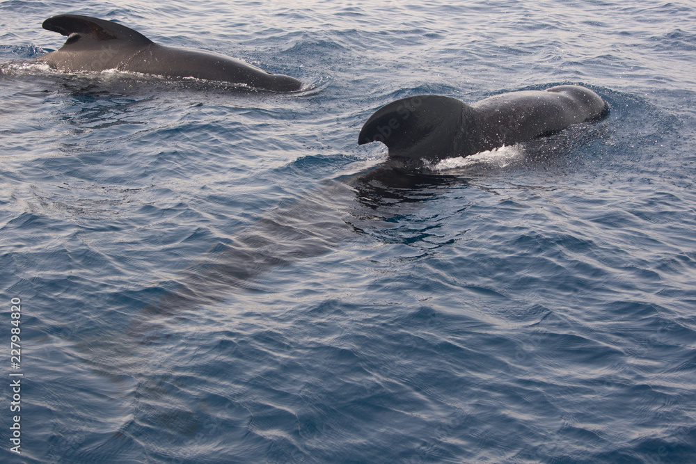 Fototapeta premium dos cetáceos bajo el mar, espacio