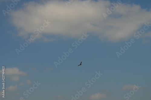 eagle in the sky © Анастасия