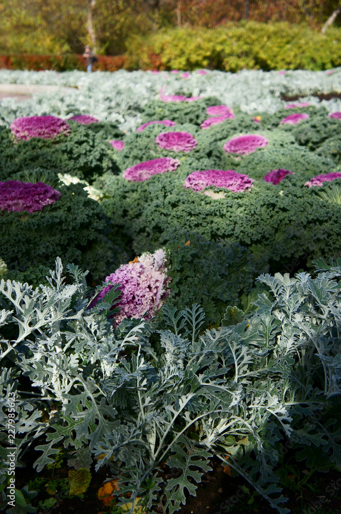 Obraz premium bright pink ornamental cabbage