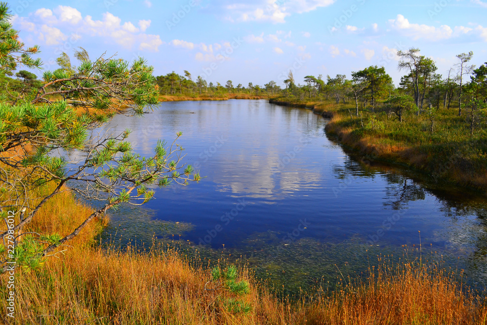 Big swamp wetlands Kemeri national park, Latvia.Travel concept Big swamp wetlands Kemeri national park, Latvia.Travel concept