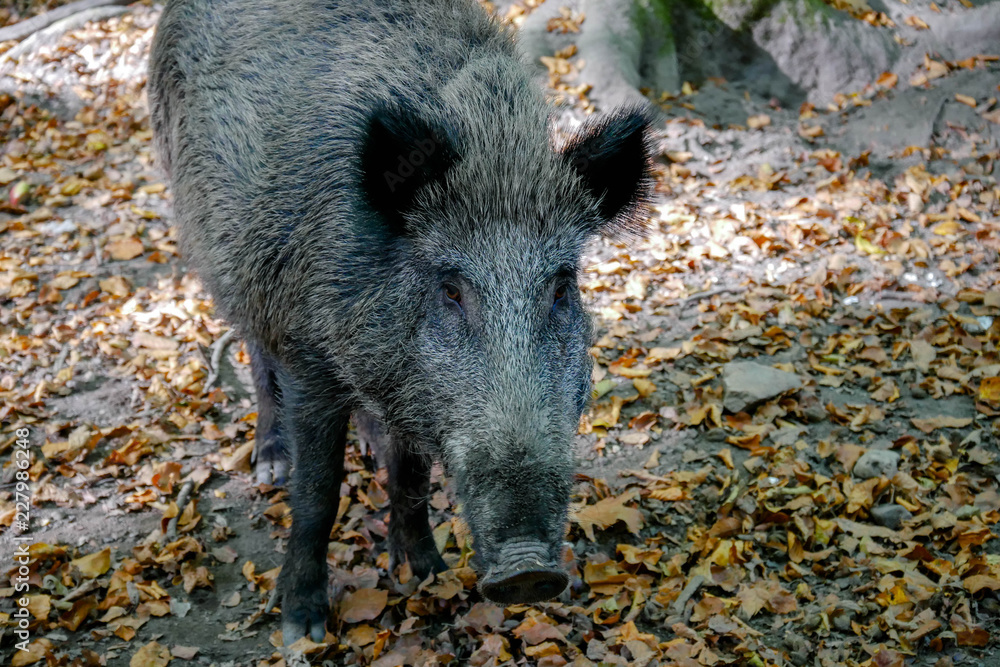 Wildschwein frontal Wildschwein frontal