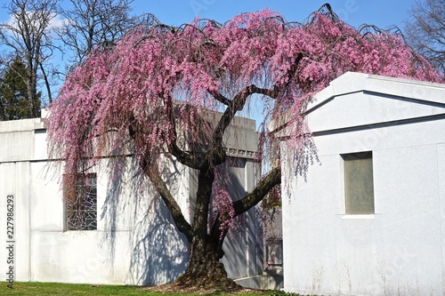 Brooklyn, New York, USA: A cherry tree in full bloom between two mausoleums in historic Green-Wood Cemetery, founded in 1838.