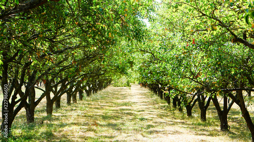 Obraz na plátně Allée de mirabellier portant des mirabelles