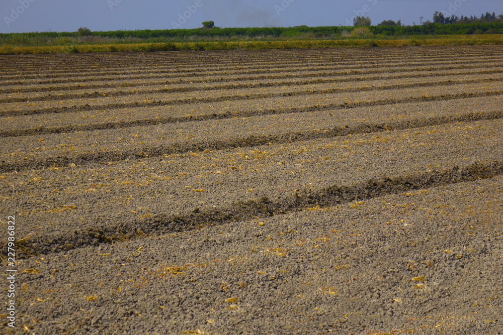 agricultural scenery with a newly planted potato crop in chalky soil near Sledmere under a blue sky