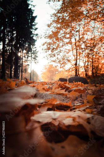 autumn in the park © Christine