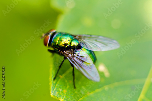 fly on a leaf