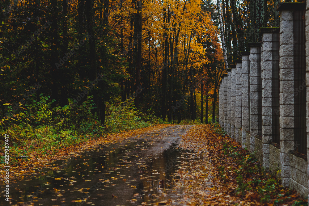 Obraz premium road in autumn forest