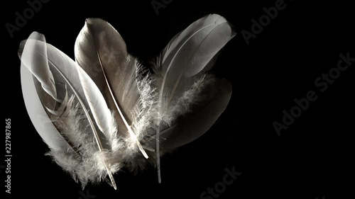 Animation composed with feathers isolated on black. Waft blowing on feather down trembling. photo