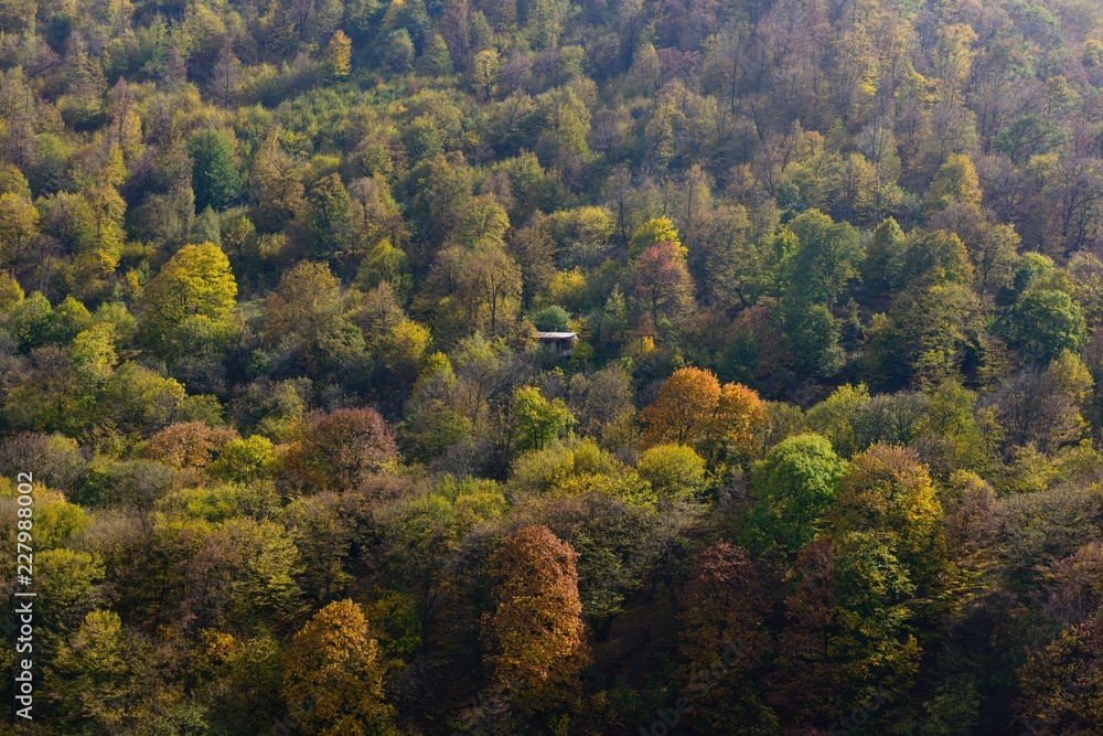 Beautiful autumn forest, Armenia