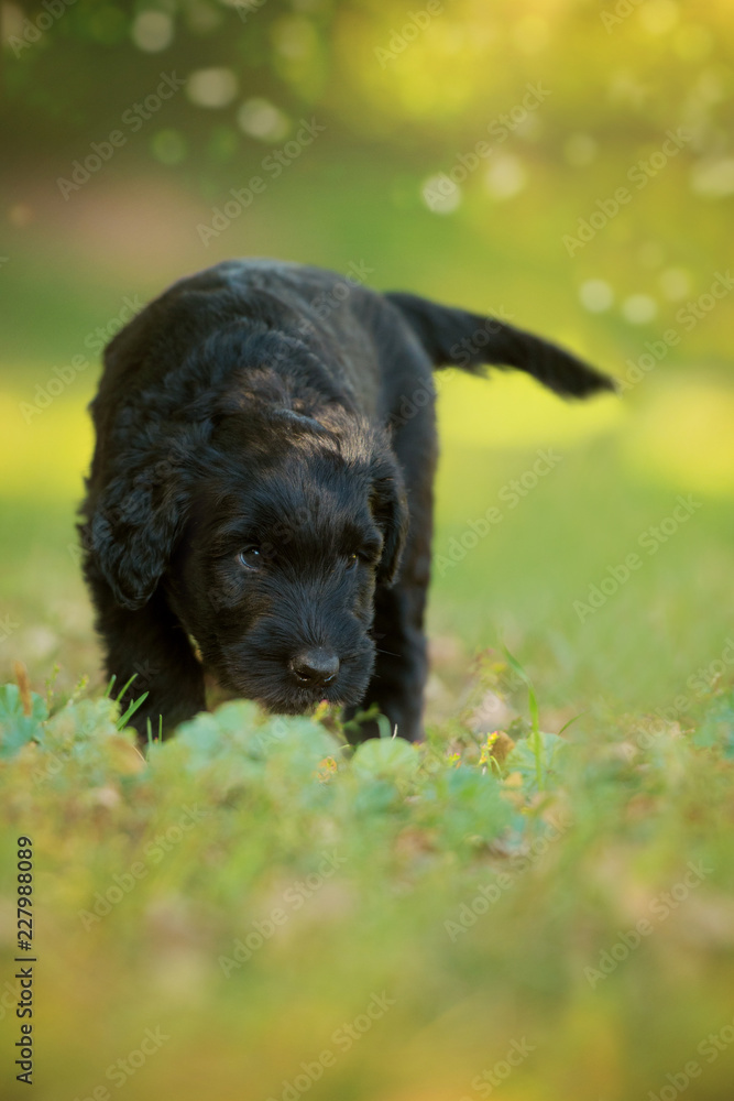 Cute puppy in a autumn meadow Cute puppy in a autumn meadow